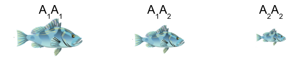 <p>homozygous condition yields twice the phenotypic effect for the gene as compared with heterozygotes</p>