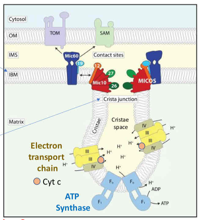<ul><li><p>Oxidative Phosphorylaion occurs in the cristae space</p></li><li><p>MICOS Complex creates narrowing of cristae junction creating barrier for diffusion (diffusion limitation) → protons and cytochrome c cannot leave</p></li><li><p>Cytochrome C released when junction is disrupted → signal for apoptosis</p></li></ul>