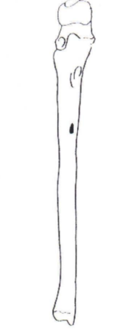 <p>Is the Ulna shown left or right?</p>