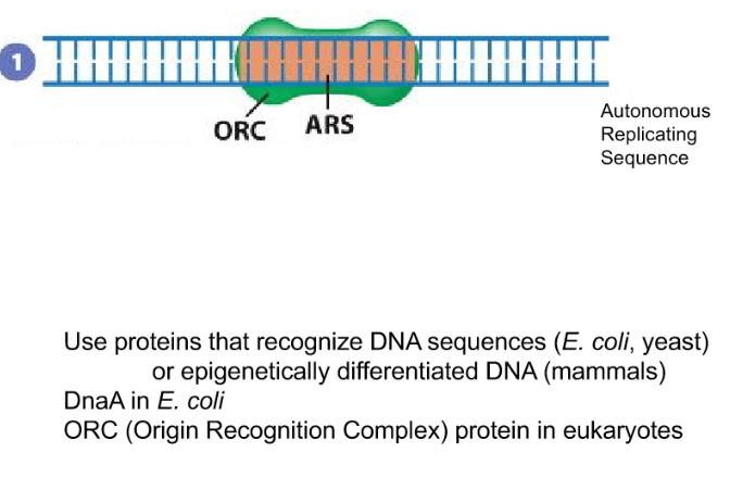 <ul><li><p>Prokaryotic: DnaA in E.coli</p></li><li><p>Eukaryotic: ORC (Origin Recognition complex) will recognize the ARS (autonomous replicating sequence) </p></li></ul><p></p>