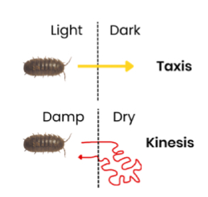 <ol><li><p>Taxes (tactic response)</p></li></ol><ul><li><p>directional response </p></li><li><p>Movement towards or away from a directional stimulus </p></li></ul><ol start="2"><li><p>Kinesis (kinetic responses)</p></li></ol><ul><li><p>non-directional response </p></li><li><p>Speed of movement or rate of direction change changes in response to a non-directional stimulus</p></li><li><p>Depending on intensity of stimulus </p></li></ul><p></p><p>(Examples: taxis - woodlice moving away from light to avoid predators; kinesis - woodlice moving faster in drier environments to increase their chance of moving to an area with higher humidity to prevent drying out)</p><p></p>