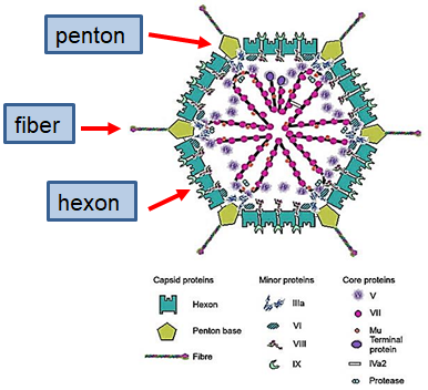 <ul><li><p><strong>Non-enveloped, Double-stranded DNA (dsDNA)</strong> virus with an <strong>icosahedral capsid</strong></p></li><li><p>Has a <strong>fiber protein</strong> used for attachment and typing (over 100 serotypes, e.g., Ad5, Ad7, Ad14)</p></li></ul><p></p>