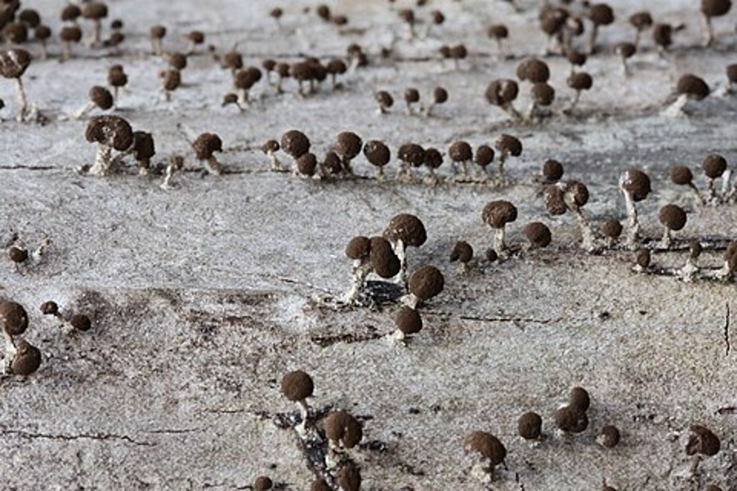 <p>status suchogłówki korowej</p>