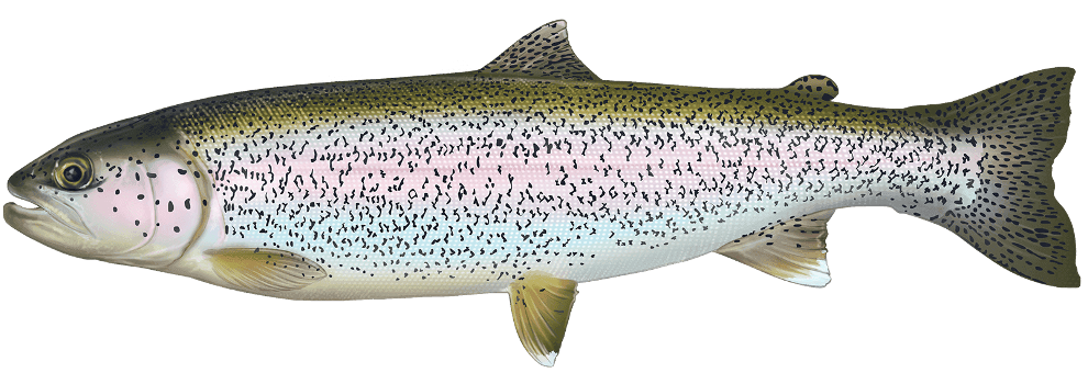 <p>Salmonidae;</p><p><span><span>Rainbow Trout;</span></span></p><p><span><span>Oncorhynchus mykiss</span></span></p>