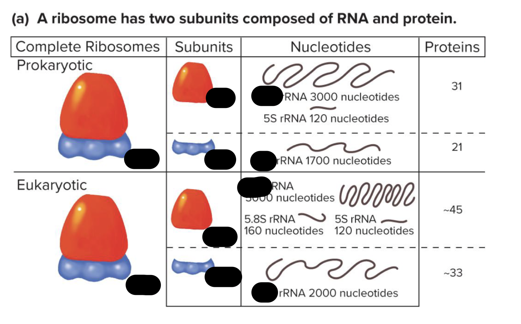 <p>t/f: the sizes of ribosomal subunits differ bewteen pro and euks. explain why or y not (how big each subunit in both organism are) </p>