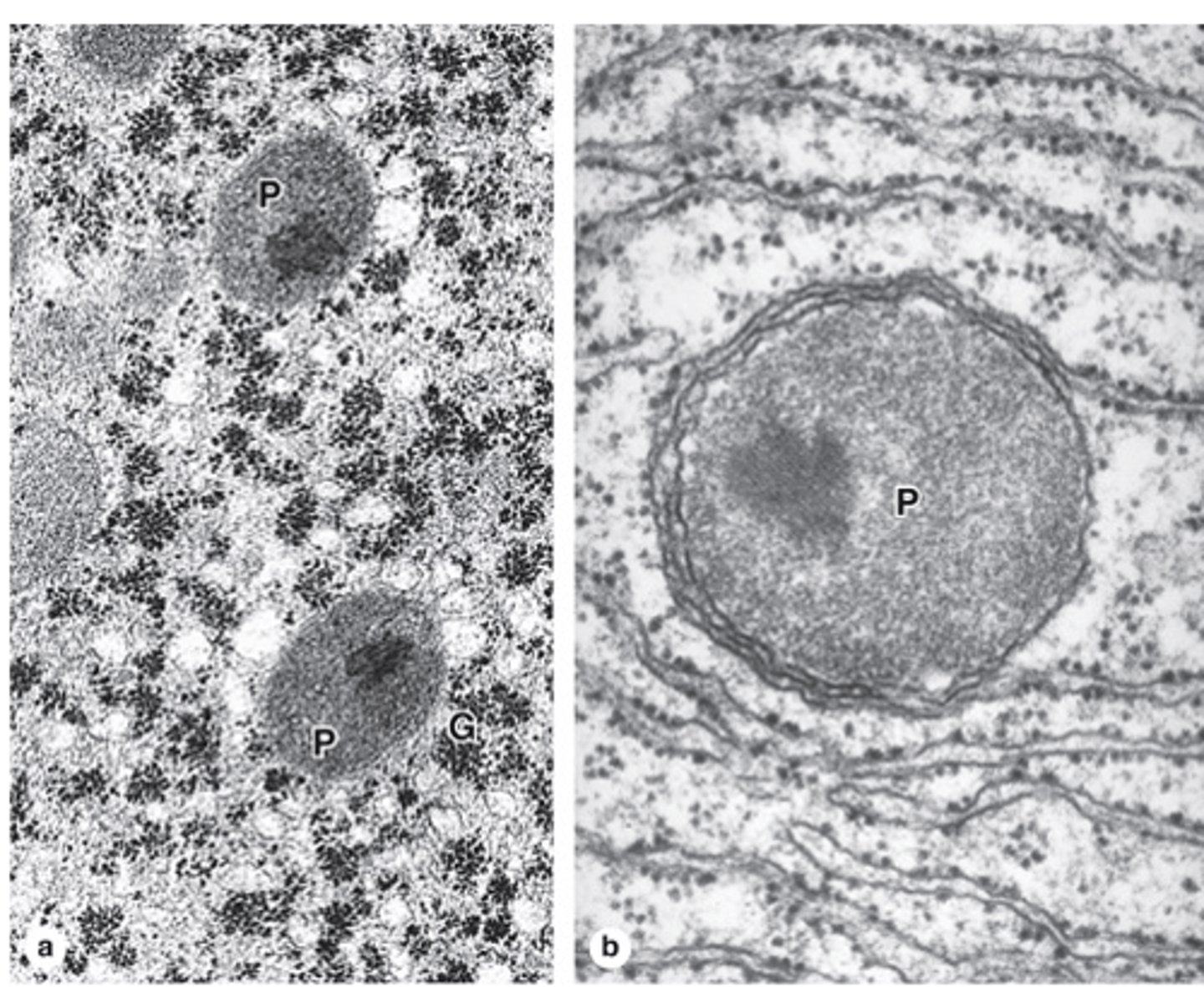 <p>How are peroxisomal enzymes produced?</p>