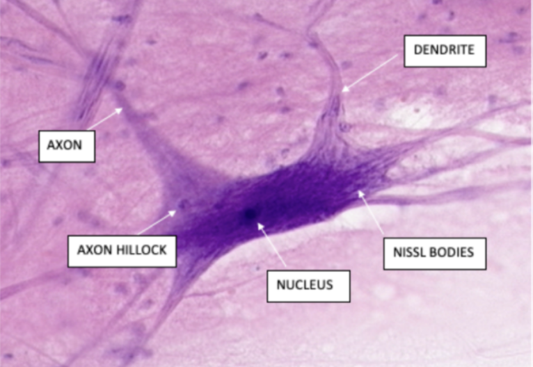 <p>Identify the specimen.</p>