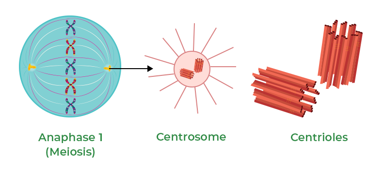 <p>organizes microtubules during cell division</p><ul><li><p class="">The <strong>centrosome</strong> is like the whole "command center" for organizing the cell’s skeleton (the cytoskeleton).</p></li><li><p class=""><strong>Centrioles</strong> are little cylinder-shaped structures <em>inside</em> the centrosome that are especially important for <strong>mitosis and meiosis</strong>.</p></li></ul><p></p>