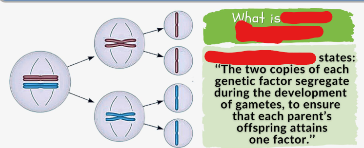 <p>The idea that when an organism makes gametes each gamete receives just one gene copy. This is due to meiosis. Chromosomes pair up in pairs with other chromosomes expressing the same traits then during anaphase 1 they are split up resulting in only one gene relating to the trait being present in a gamete.</p>