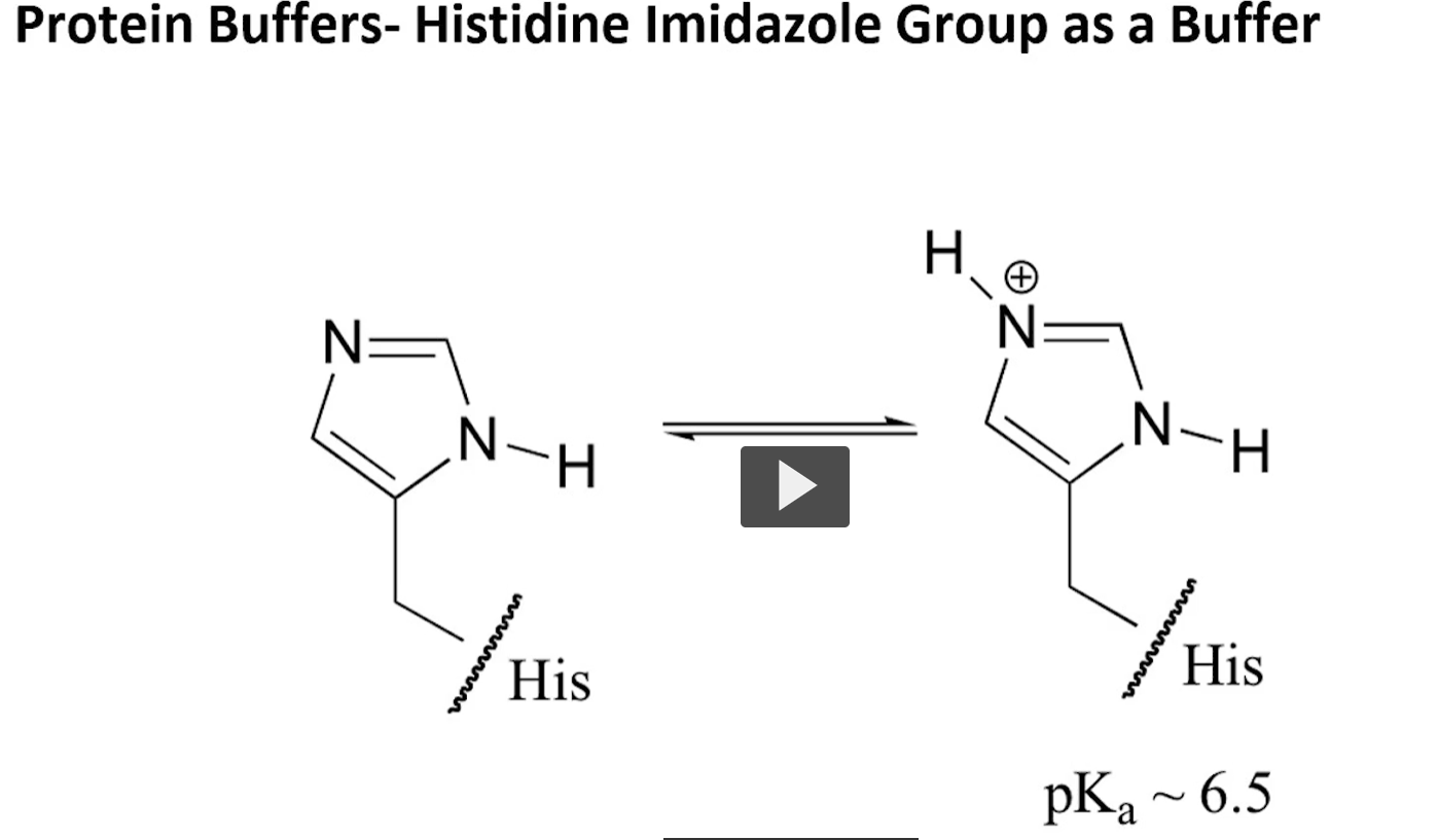 <p>histidine!</p><p>the TOP LEFT NITROGEN in the imadizole ring is able to take up and proton and drop it off again. </p><p>this allows histidine to be a buffer. </p>