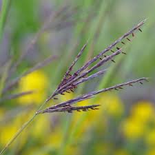 <p>Big bluestem</p>