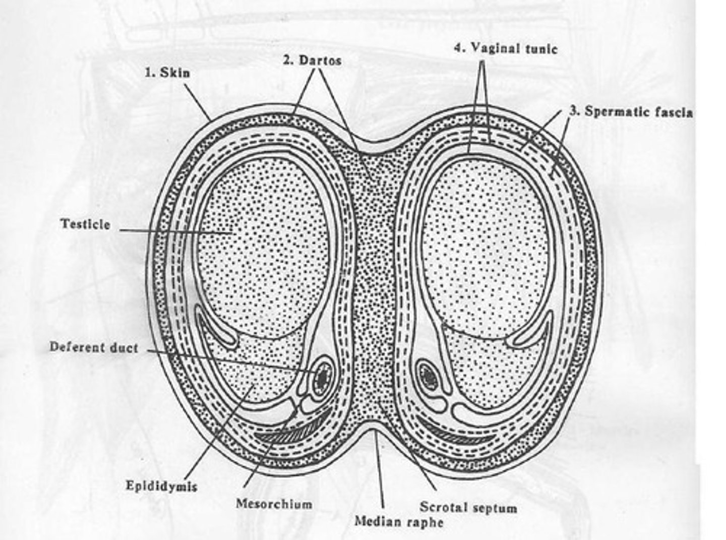 <p>A coiled structure also in the scrotum; functions include storage of quiescent but live spermatozoa before ejaculation, maturation of spermatozoa, and addition of nutrients to the semen for spermatozoa to use for movement.</p>