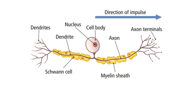 <p>What type of neurone is this? </p>