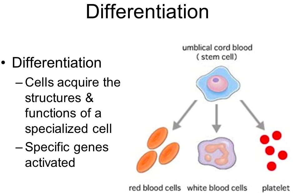<p>cell differentiation </p>