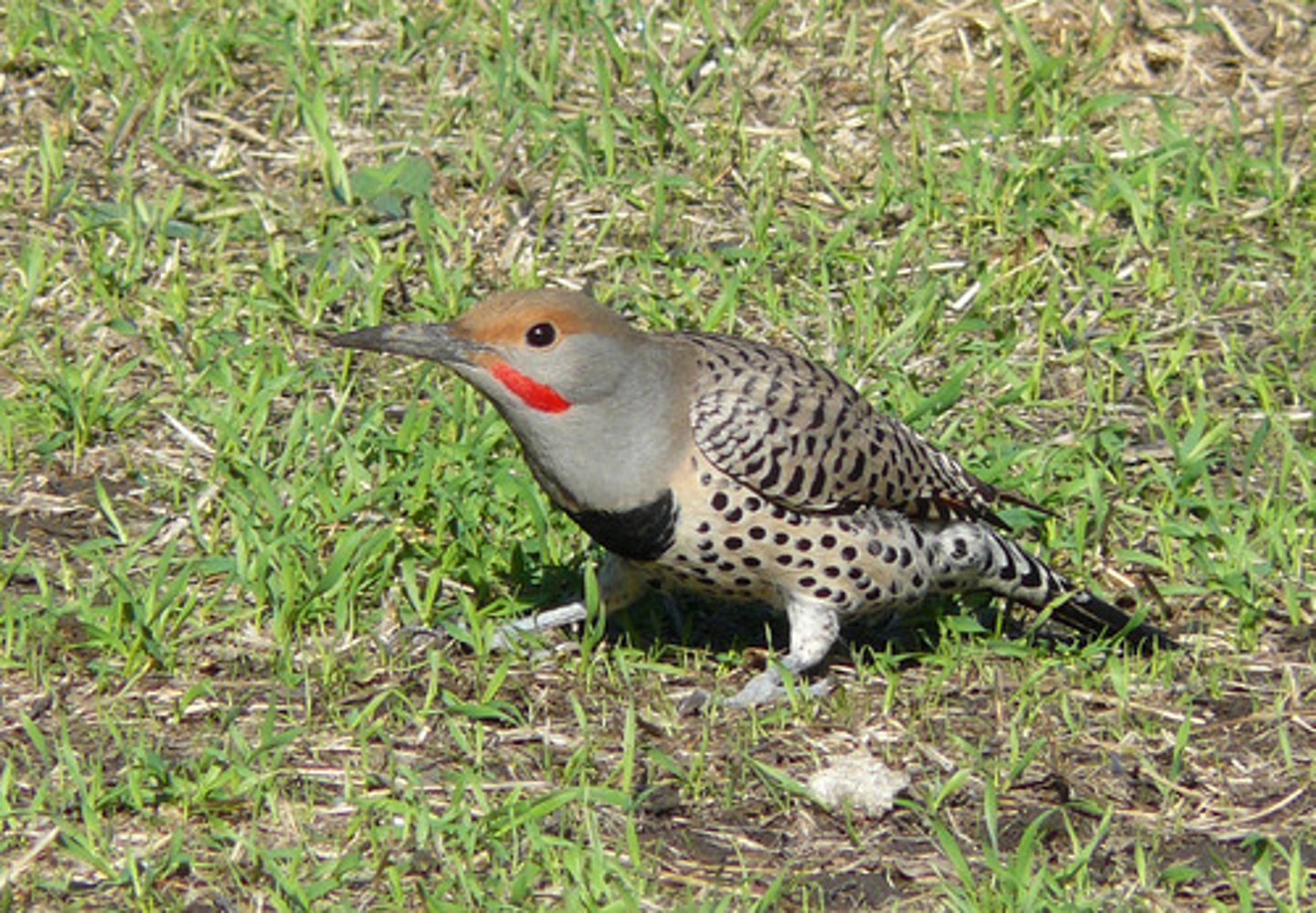 <p>Identification</p><p>- Large brown woodpecker with black chest crescent and spotted belly.</p><p>- Western birds often have red underwings (Red-shafted Flicker) vs eastern version with yellow underwings</p><p>Behaviour / Adaptation</p><p>- Feeds primarily on ants—often seen on the ground unlike other woodpeckers.</p><p>- Calls and drumming start early—one of the first spring sounds (Feb).</p><p>- Excavates nest cavities in trees (condo builder like the Pileated woodpecker).</p><p>- Also the bird that’s pecking loudly on roof vents!</p>