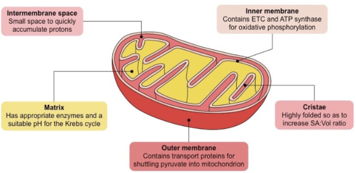 <p>the inner membrane (cristae) is highly folded </p><ul><li><p>Providing a<strong> large surface area</strong> for important chemical reactions (e.g: <strong>ETC</strong>)</p></li></ul><p></p>