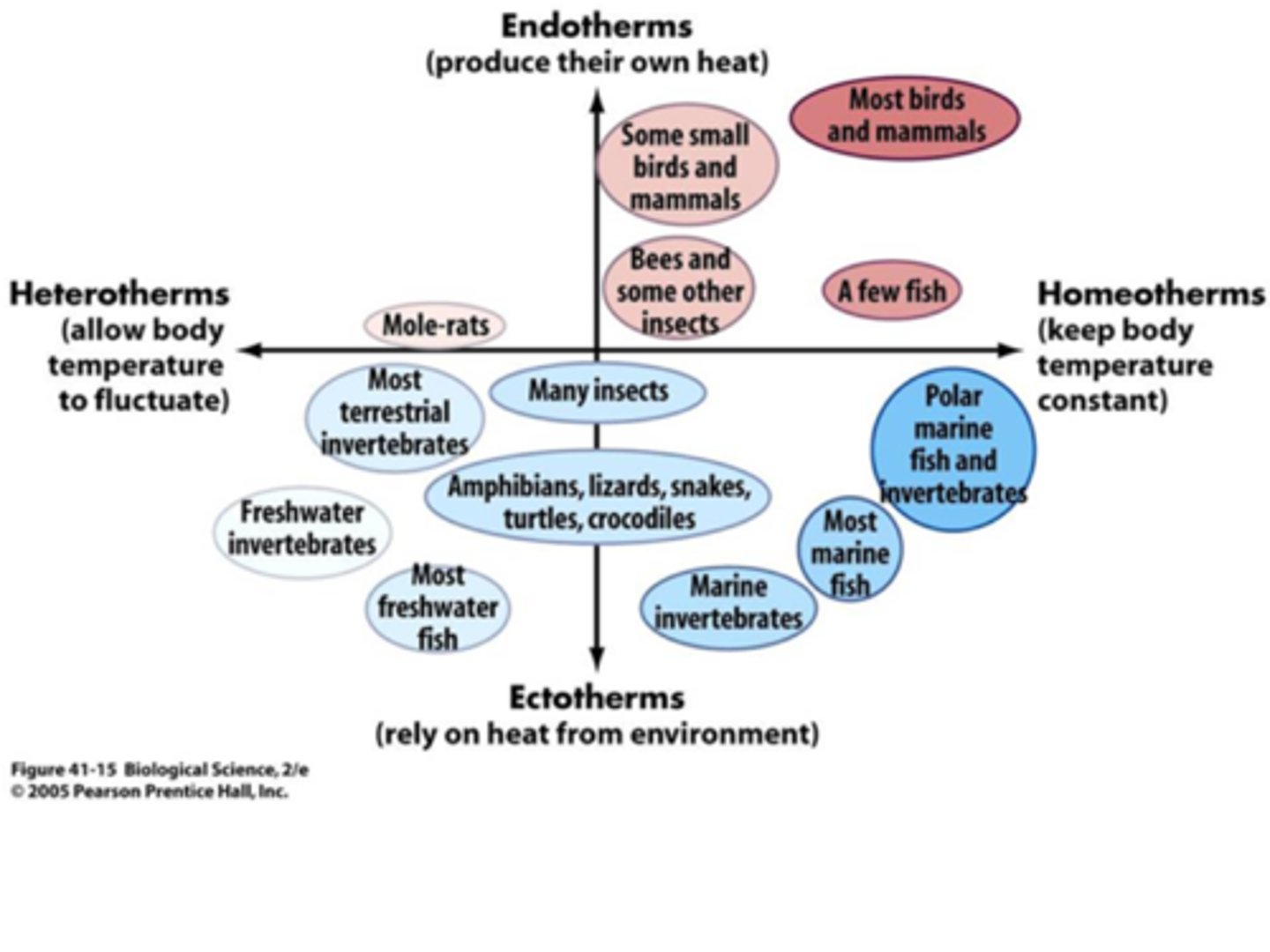 <p>have characteristics of both ectotherms and endotherms</p><p>------</p><p>can tolerate changes in body temperature</p>