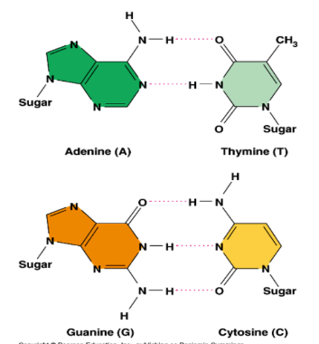 <ul><li><p>Spacing led to conclusion that a purine pairs with a pyrimidine. </p></li><li><p>Chargraff’s data suggested that. </p><ul><li><p>A pairs w T. </p></li><li><p>C pairs w G. </p></li></ul></li><li><p>H-bonds connect the base pairs. </p></li></ul><p></p>