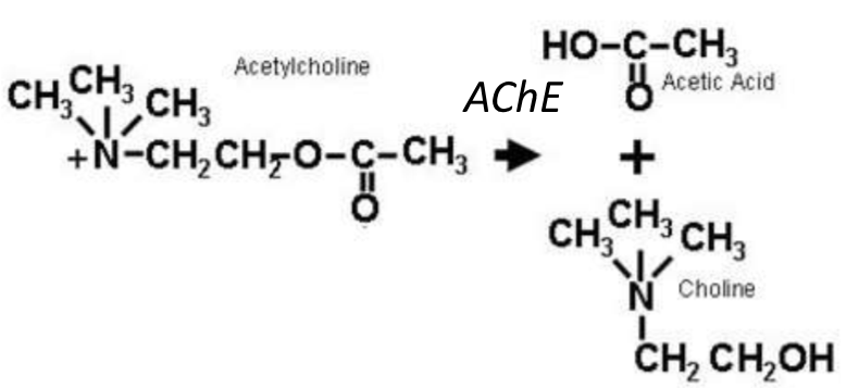 <p>an synaptischen und nicht synaptischen Bereichen des Muskels</p><p>spezifische molekulare Zusammensetzung an der Synapse, zB spezifische Laminin Moleküle und Azetylcholinesterase im synaptischen Spalt</p><p>Azetylcholinesterase hydrolisiert den Neurotransmitter ACh und beendet damit die synaptische Transmission</p>
