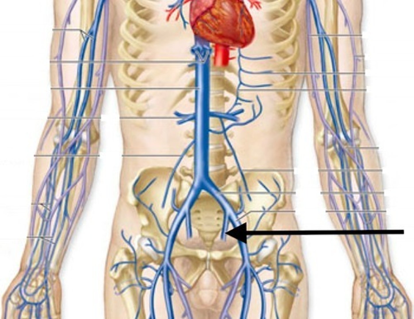 <p>Name this structure.</p>