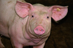 <p>pig</p>