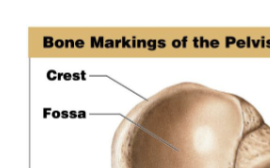 <p>A prominent ridge.</p>