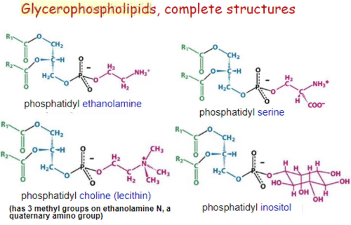 <p>Polar head group attached to a glycerol backbone and up to two fatty acyl chains</p>