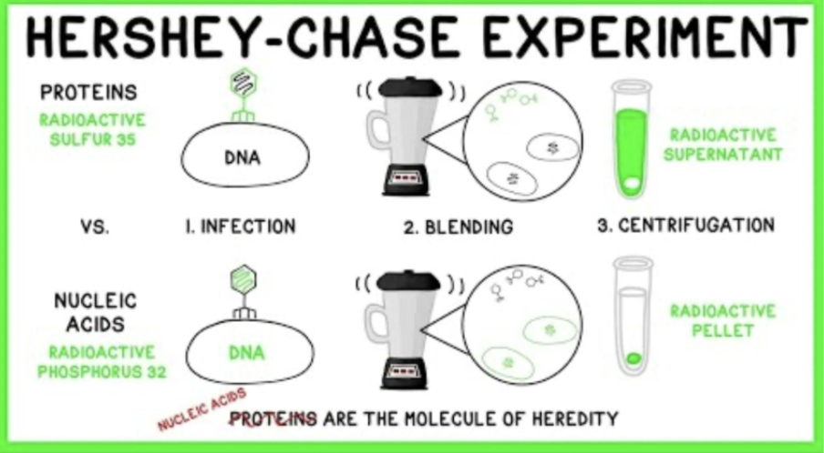 <ul><li><p>Hershey and Chase also later provided evidence that DNA is the genetic material of T2 phage</p></li></ul><p></p>