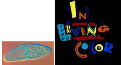 <p><span style="background-color: transparent;"><span>Differential Interference Contrast (DIC) is used for </span></span></p>