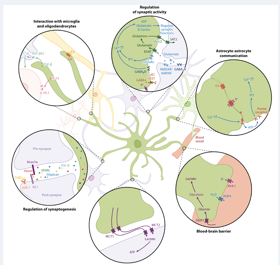 <ol><li><p>developmental </p></li><li><p>structural </p></li><li><p>metabolic</p></li><li><p>homeostatic</p></li><li><p>signalling (info-conveying, instructional) </p></li></ol>