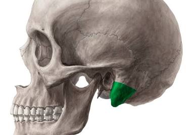 <p>bony marking?</p>