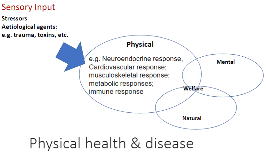 <p><strong>Physical Health & Disease</strong><br>āIncludes <strong>neuroendocrine</strong>, <strong>cardiovascular</strong>, <strong>musculoskeletal</strong>, <strong>metabolic</strong>, and <strong>immune</strong> responses</p><p><strong>Stressors</strong><br>āCaused by <strong>aetiological (etiology) agents</strong> such as <strong>trauma</strong>, <strong>toxins</strong>, etc.</p><p><strong>Sensory Input</strong><br>āContributes to detection and response to environmental and internal stressors</p>