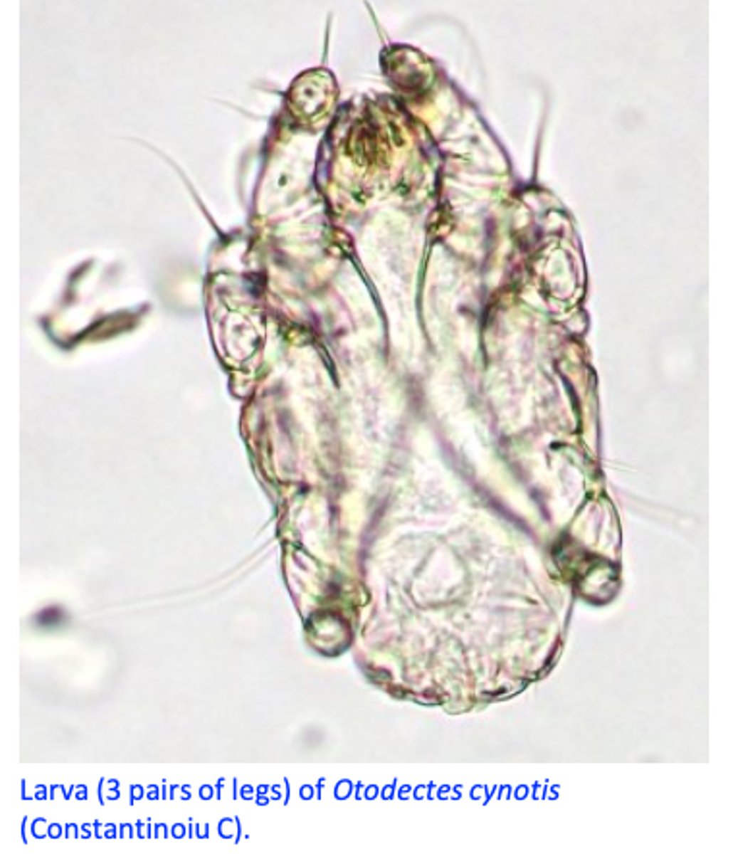 <p>Otodectes cynotis does not burrow, it lives on the skin and feeds on the tissue fluids and debris;</p><p>Life cycle takes about 3 weeks and it comprises egg (attached by the females to the skin of the ear canal), hexapod larva, two nymphal stages and adults;</p><p>Mites locate in the ear canal but in heavy infestations they may be found on the tail, back and head;</p>