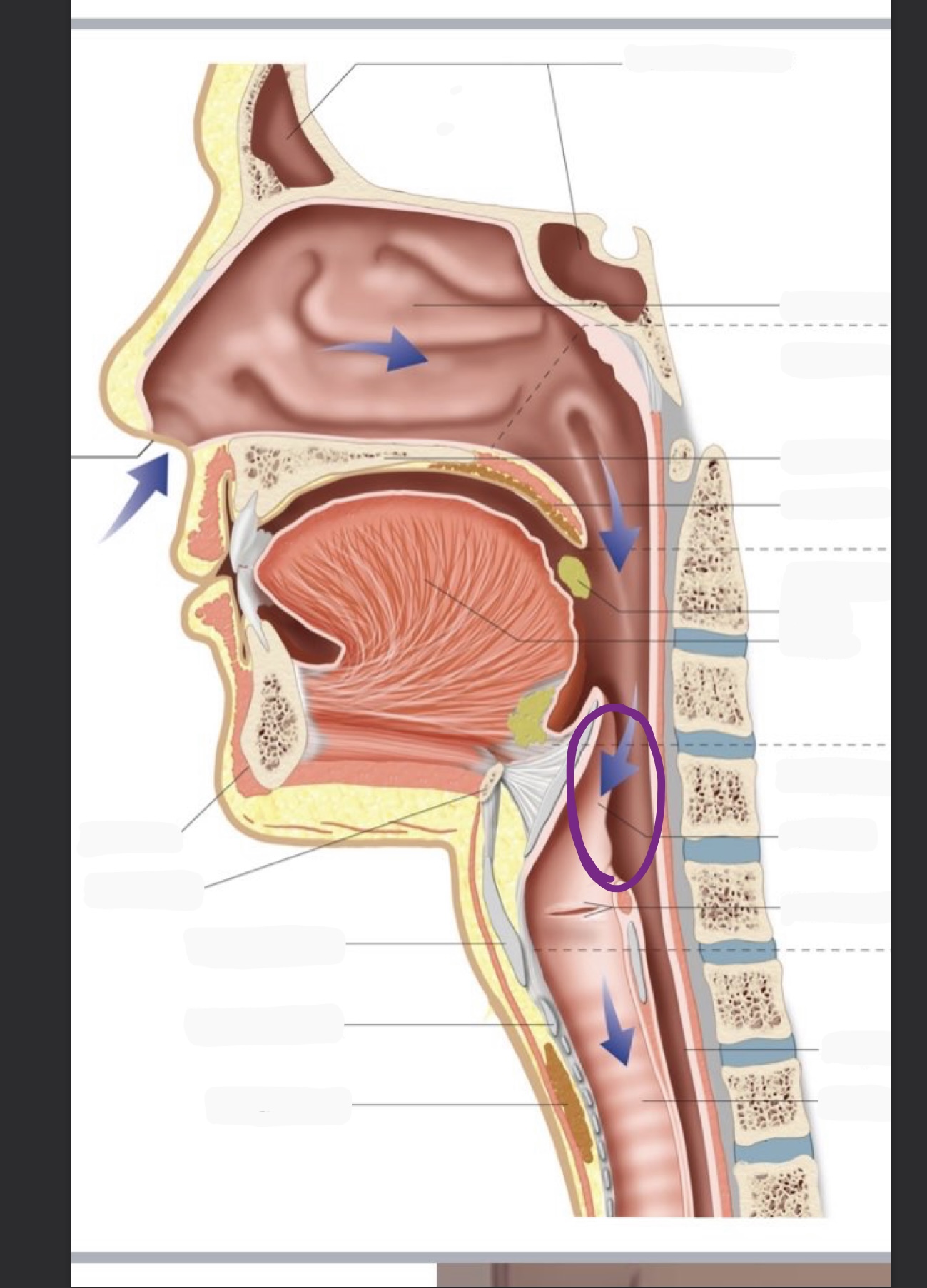 knowt flashcard image