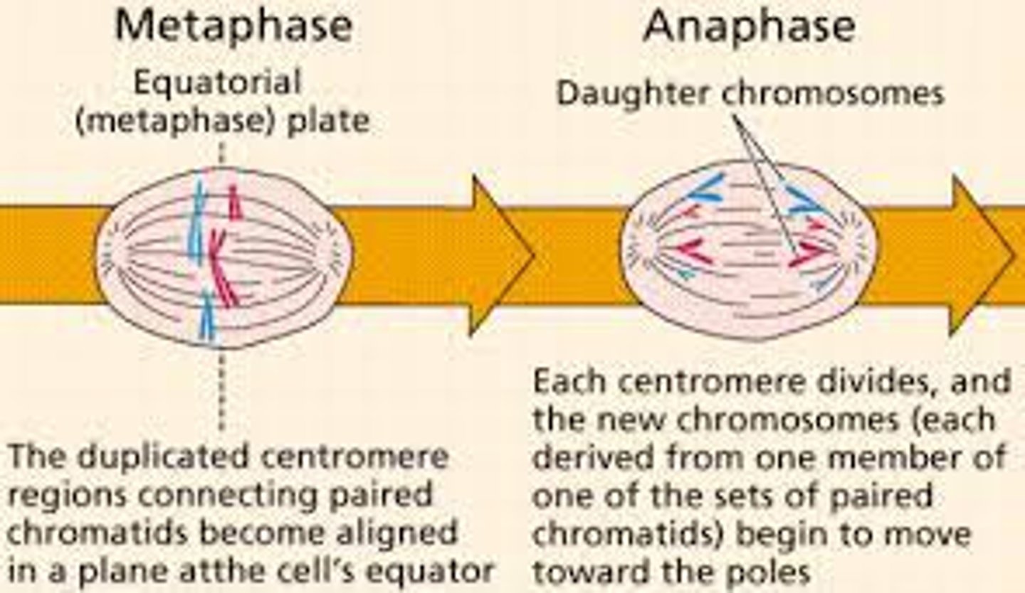<p>the second stage in mitosis in which the duplicated chromosomes line up along the equatorial plate in the middle of the cell.</p>