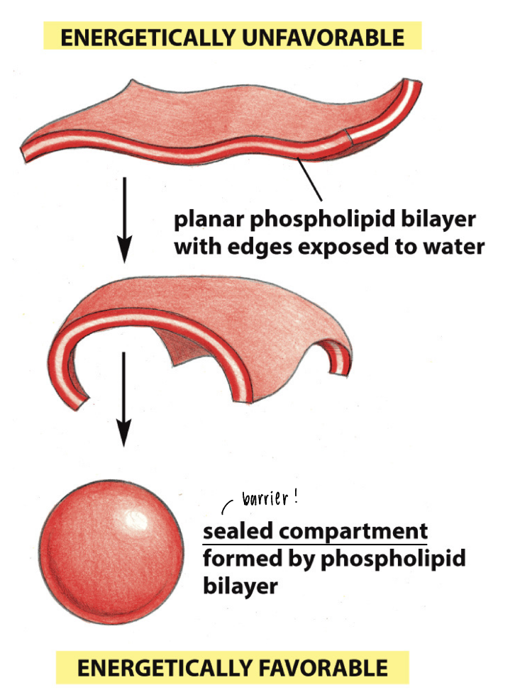 <p>thermodynamically prone to form</p><p>energetically unfavorable: planar phospholipid bilayer has edges exposed to H2O</p><p>energetically favorable: sealed compartment of a barrier</p>