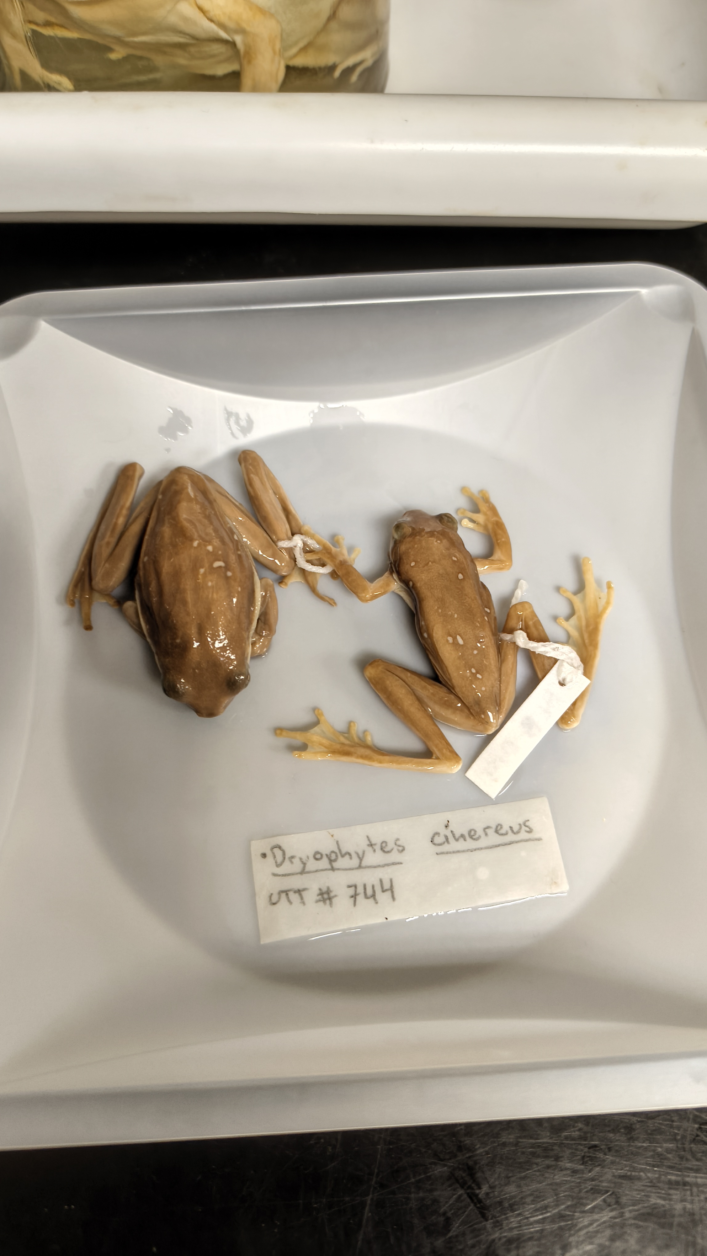 <p>Hylidae Hyla cinerea</p>