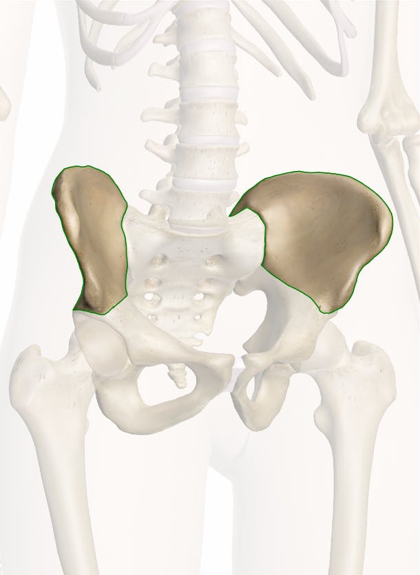 <ul><li><p>is the most superior part of a coxal bone </p></li><li><p>when you put your hands on your hips, you are touching the ilium. </p></li><li><p>The hip projection or ridge is the iliac crest</p></li></ul><p></p>