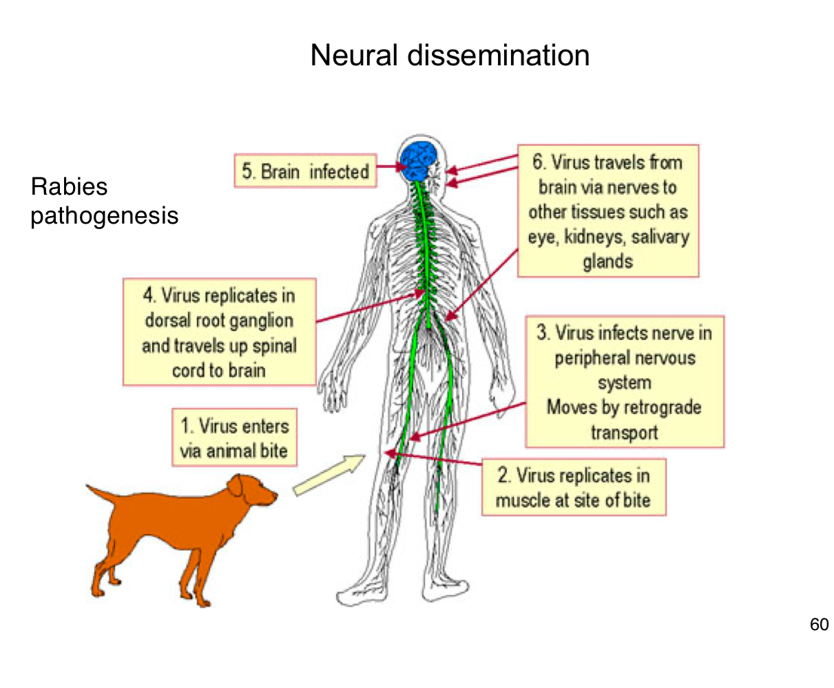 <p><span>How does rabies reach the central nervous system (CNS)?</span></p>
