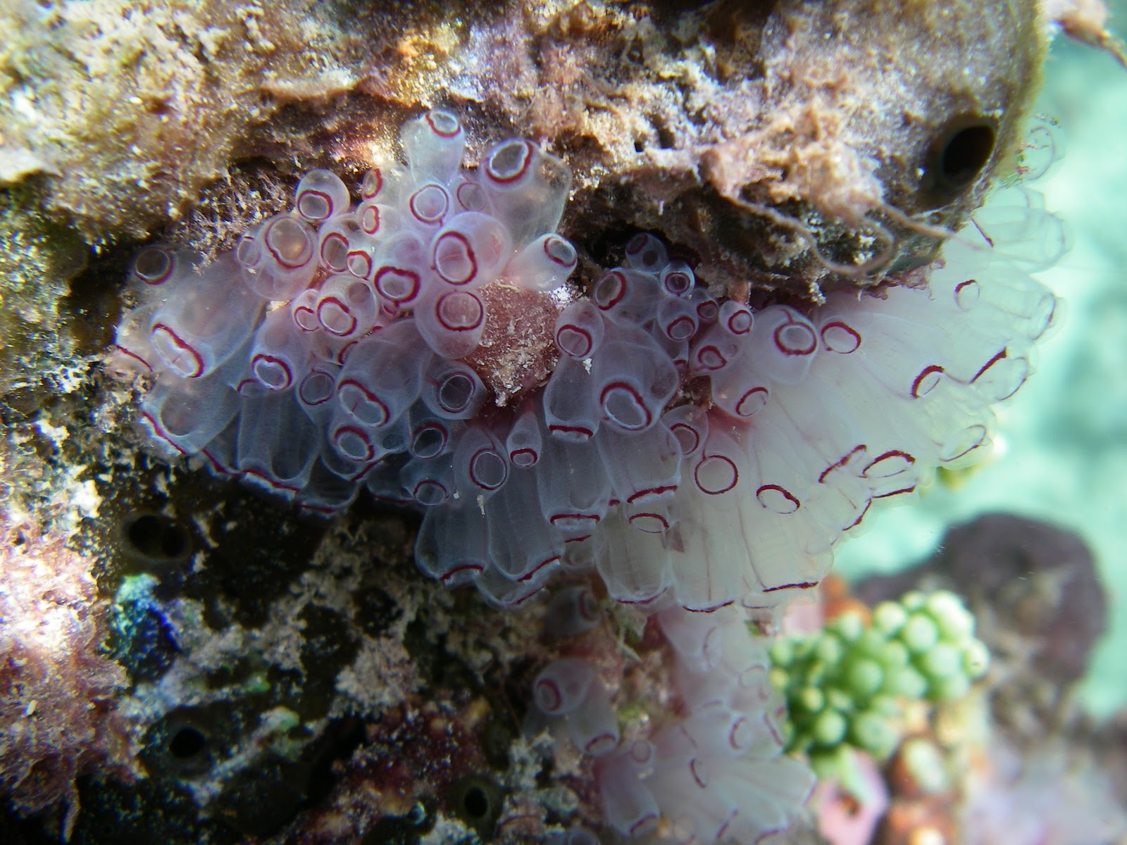 <p>Subphylum Urochordata</p>
