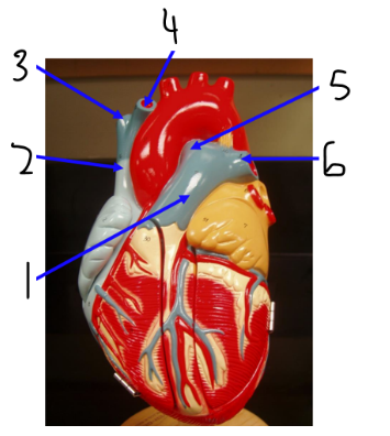 <p><span>Name blood vessel 3</span></p>