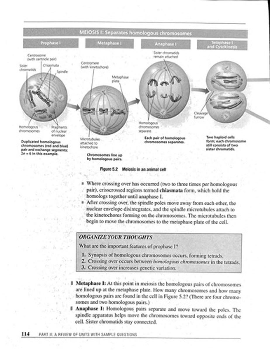 <p>Cell division reducing chromosome number from diploid to haploid.</p>