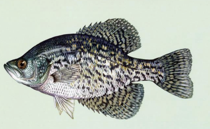 <p>centrarchidae</p>