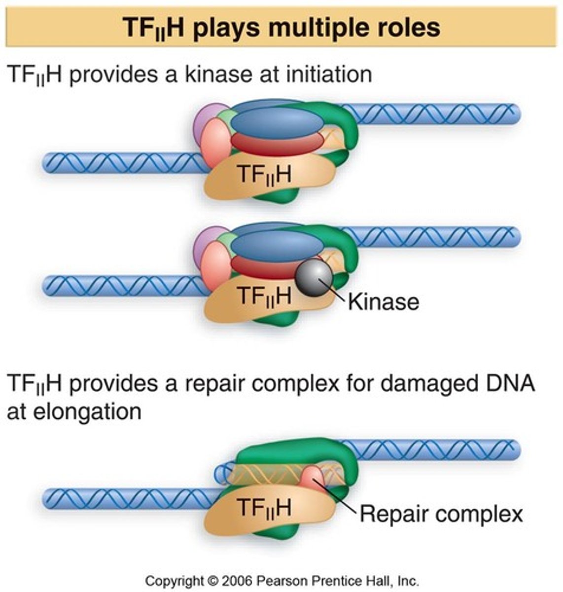 <p>A multisubunit protein that has multiple roles.</p><p>- certain subunits act as helicases and promote the formation of the open complex.</p><p>- Other subunits phosphorylate the carboxyl terminal domain (CTD) of RNA polymerase II, which releases its interaction with TFIIB, to allow RNA polymerase II go through elongation</p><p>- has kinase activity</p>
