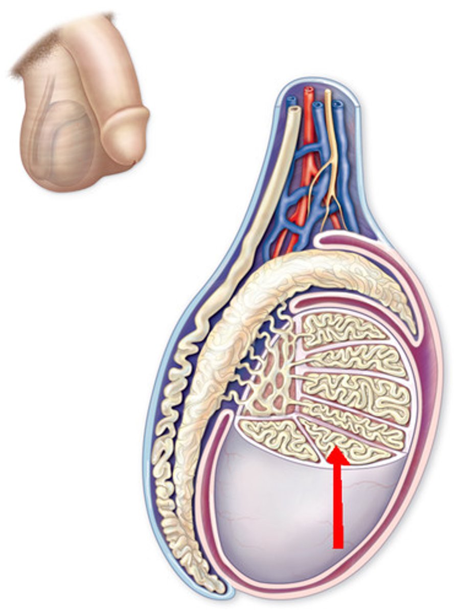 <p>Narrow, coiled tubules that produce sperm in the testes.</p>