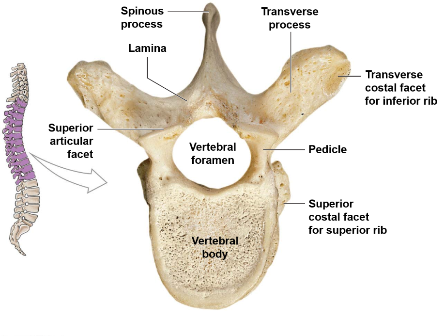 <p>The spinal column width decreases, the vertebral foramina decrease in size, and the vertebral bodies increase in size.</p>