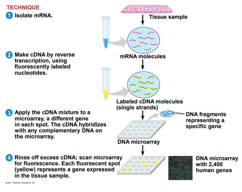 <p>The goal is to isolate tissue mRNA and reverse transcribe it into cDNA using fluorescently labeled nucleotides. Then, the solution is applied to a microarray, each well containing a different gene. When the cDNA hybridizes with the complementary DNA, it activates the fluorescence.</p>