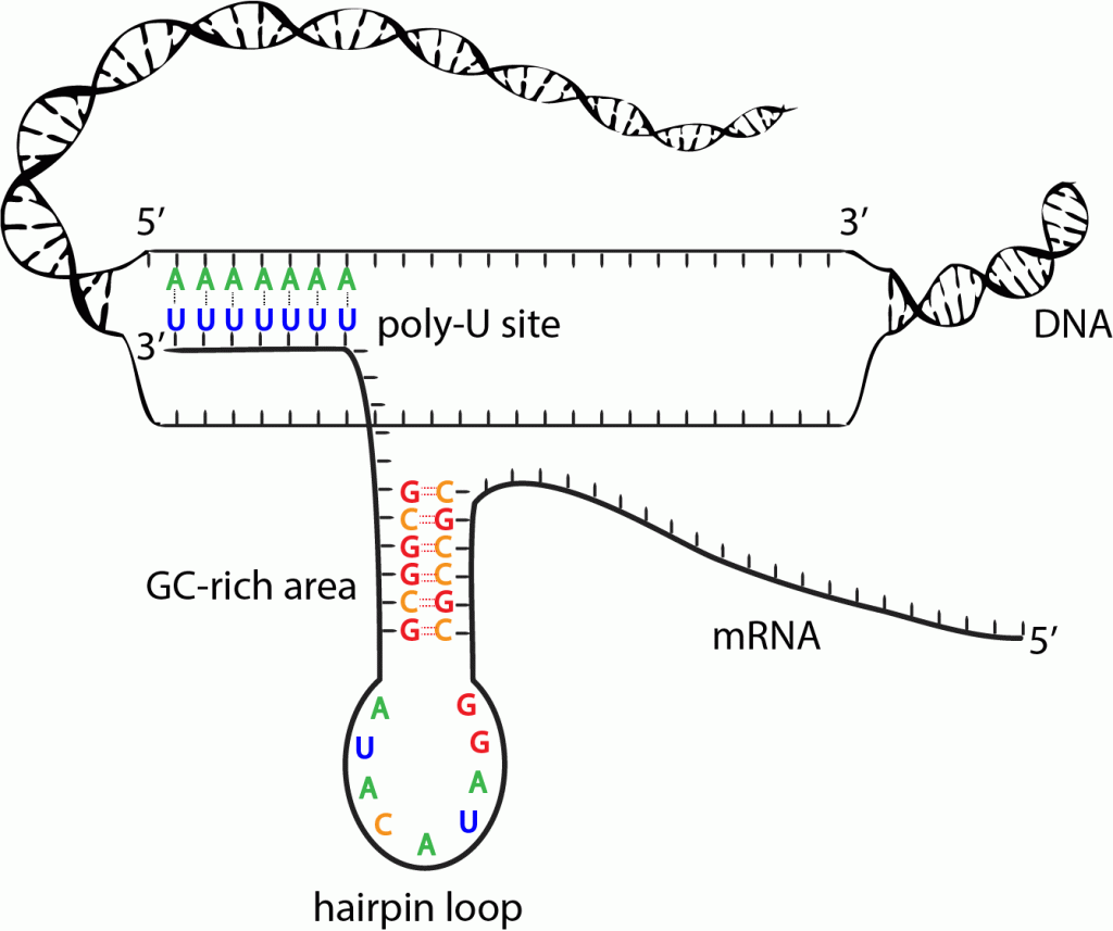 <ul><li><p>A type of signal used to stop translation used by prokaryotes only</p></li><li><p>A bulky hairpin loop is made. It is made of an RNA strand binding to itself with G and C</p></li><li><p><span style="background-color: transparent;">When it runs into a sequence with lots of A and U bonds, the binding affinity between DNA and RNA weakens, and the DNA-RNA hybrid breaks apart, ceasing transcription</span></p></li></ul><p></p>
