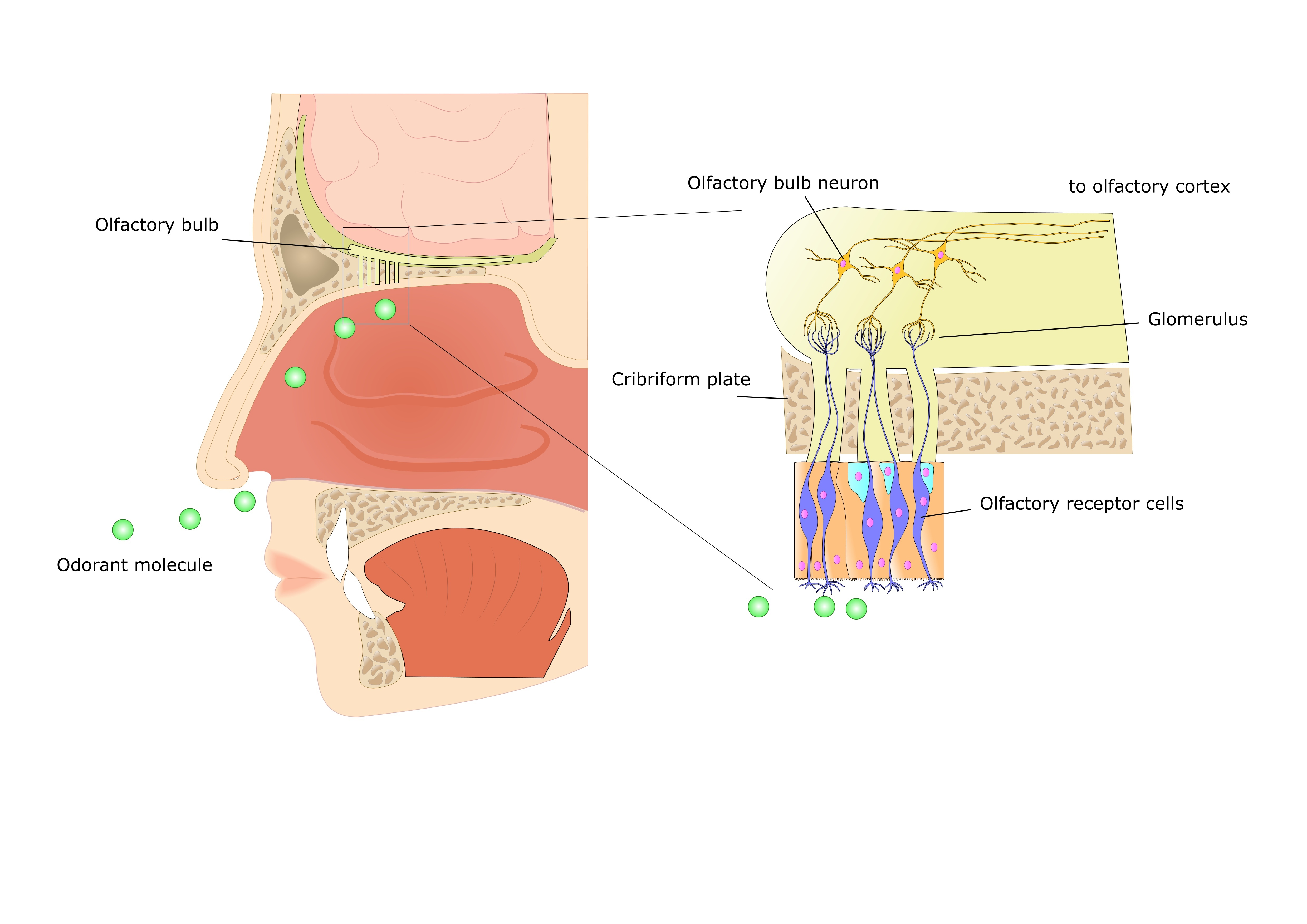 <ul><li><p>detected by special cells in muscosa of nasal cavity</p></li><li><p>mucose= olfactory epithelium, contain sensory receptors</p></li><li><p>neurons (bipolar) pass through epithelial surface to olfactory bulb in cranium after passing through bony cribiform plate <em>(separate cranial cavity from nasal cavit</em>y)</p></li><li><p>cribiform plate has small pores</p></li><li><p>olfactory epithelium held by supporting cells that secrete lipid rich mucus, odorants dissolve in this fliod and reach the sensory receptors</p></li><li><p>signal tranduction takes place through neurons</p></li></ul><p></p>