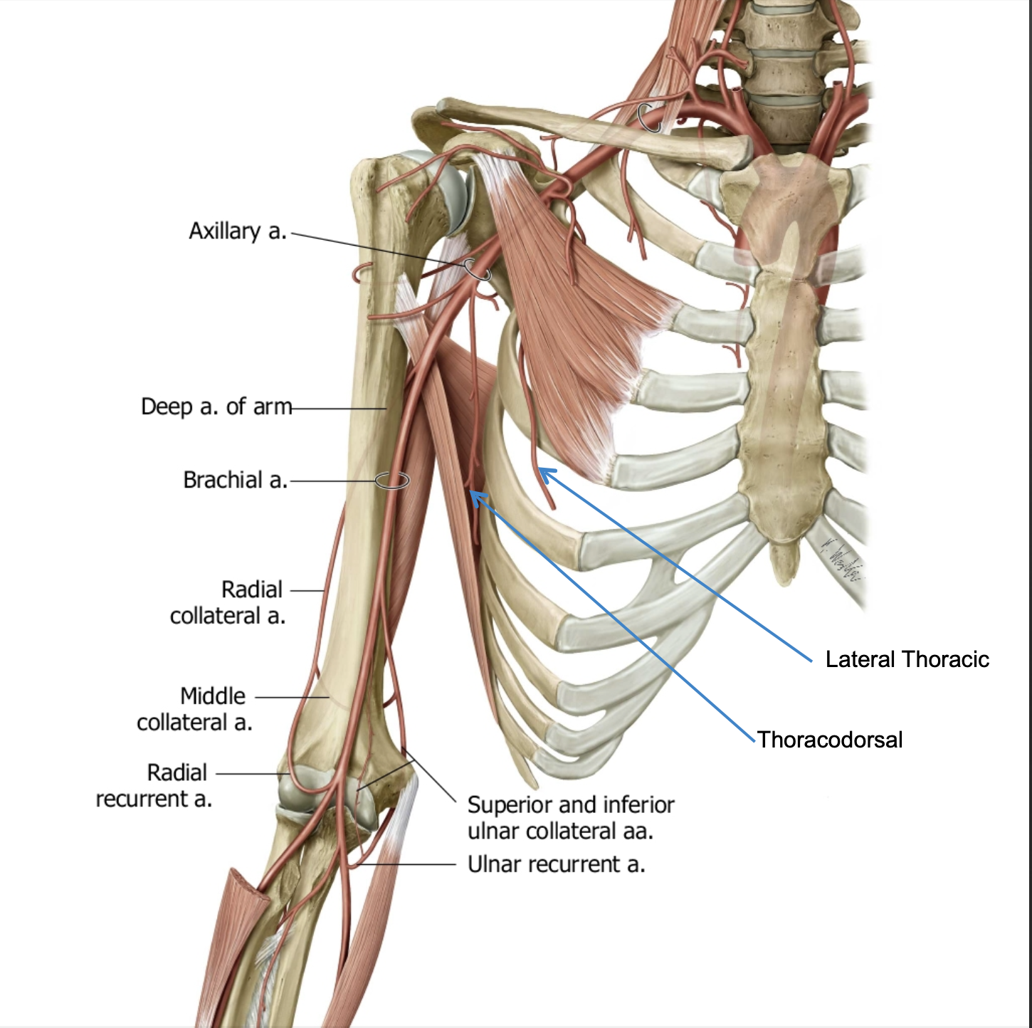 <p><span>1. Lateral Thoracic artery </span></p><p><span>2. Thoracodorsal artery</span></p>